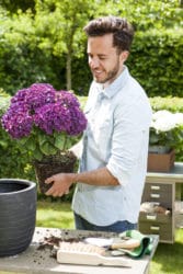nieuwe generatie tuinhortensia