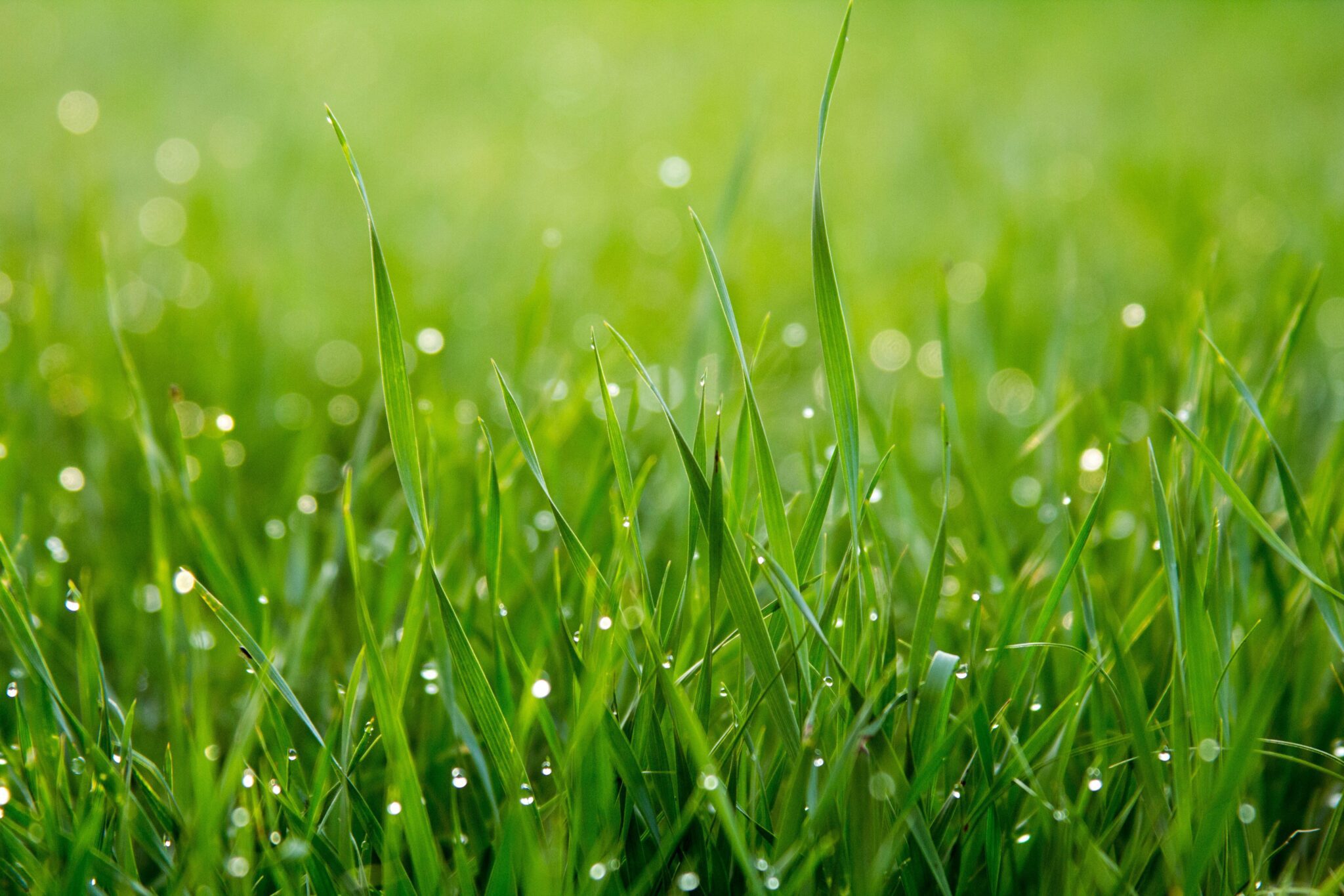 Met deze tips is het gras bij jou groener dan bij de buren